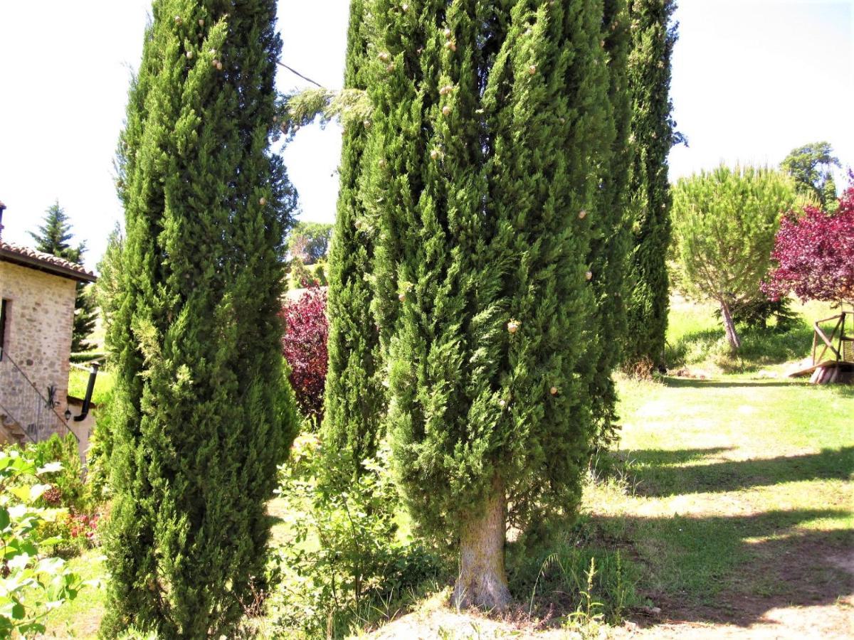 La Pietra Rara B&B Montone  Exterior foto